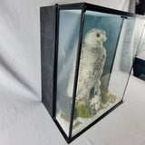 20th Century Taxidermy Snowy Owl in a Edwardian Style Case