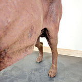Large Cast Iron Rhodesian Ridgeback Dog Statue