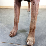Large Cast Iron Rhodesian Ridgeback Dog Statue