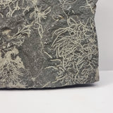 Slate Fossilised Plants/ roots.