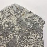 Slate Fossilised Plants/ roots.