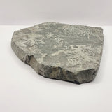 Slate Fossilised Plants/ roots.