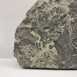 Slate Fossilised Plants/ roots.