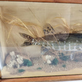 Cased Taxidermy Jack Pike in Natural Surroundings. 20th Century.