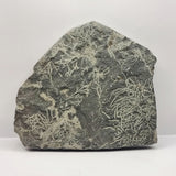 Slate Fossilised Plants/ roots.