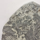 Slate Fossilised Plants/ roots.