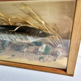Cased Taxidermy Jack Pike in Natural Surroundings. 20th Century.