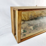 Cased Taxidermy Jack Pike in Natural Surroundings. 20th Century.