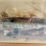 Cased Taxidermy Jack Pike in Natural Surroundings. 20th Century.