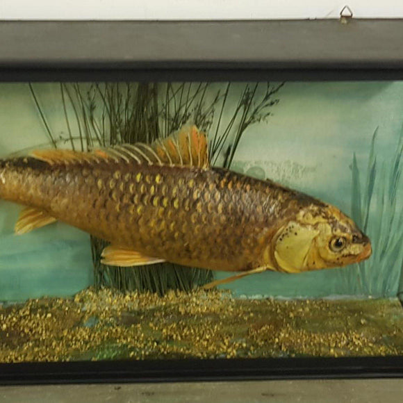 Early 20th Century Koi Carp Taxidermy - Attrells