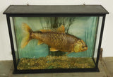 Early 20th Century Koi Carp Taxidermy - Attrells