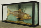 Early 20th Century Koi Carp Taxidermy - Attrells