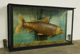 Early 20th Century Koi Carp Taxidermy - Attrells