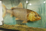 Early 20th Century Koi Carp Taxidermy - Attrells