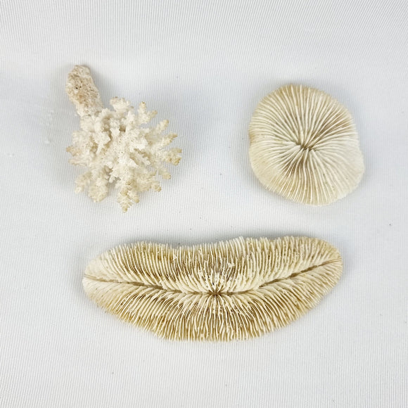 Three Pieces of Coral