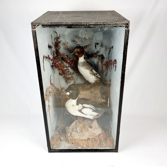 Taxidermy Goldeneye Ducks