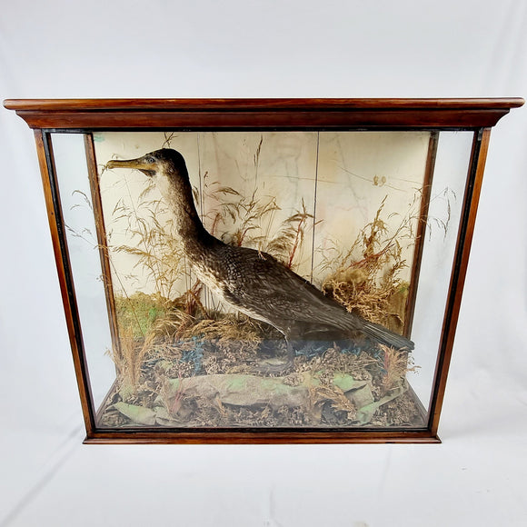 Taxidermy Double-Crested Cormorant