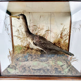 Taxidermy Double-Crested Cormorant