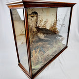 Taxidermy Double-Crested Cormorant