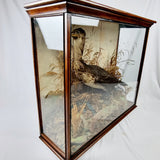 Taxidermy Double-Crested Cormorant