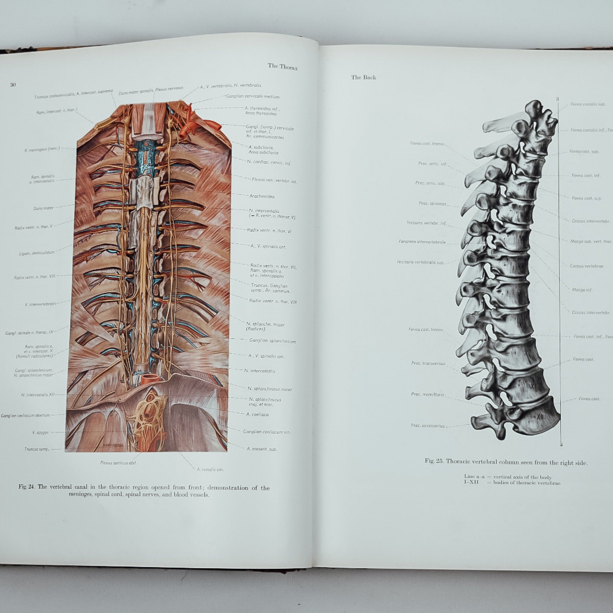Eduard Pernkopf Atlas Of Topographical - Attrells