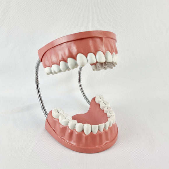Giant Dental Care Teeth Model