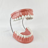 Giant Dental Care Teeth Model