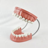 Giant Dental Care Teeth Model