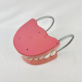 Giant Dental Care Teeth Model