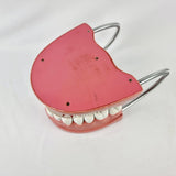 Giant Dental Care Teeth Model