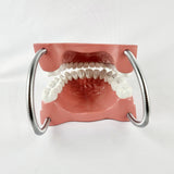Giant Dental Care Teeth Model