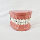 Giant Dental Care Teeth Model